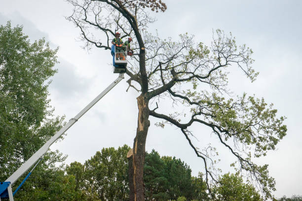 How Our Tree Care Process Works  in  San Jose, CA