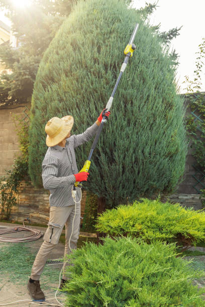 Professional  Tree Services in San Jose, CA